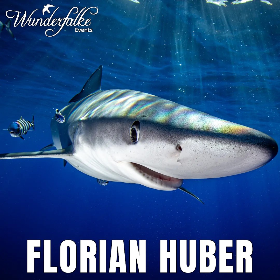 FLORIAN HUBER: Haie, Wracks und Wasserdrachen - LIVE